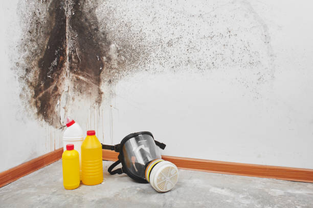 Best Mold Cleaning Services  in Trinity, AL