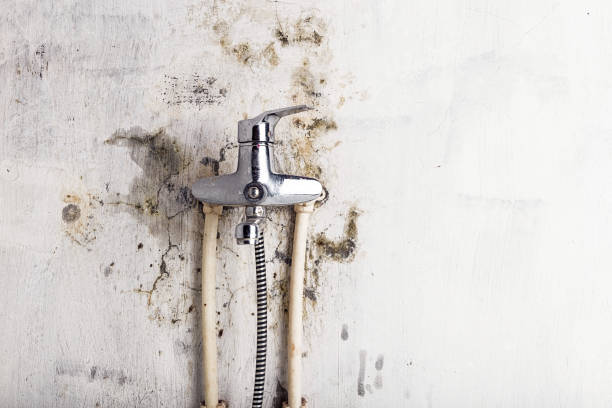 Best Mold Damage Repair  in Trinity, AL