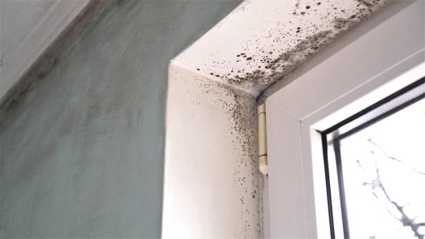 Best Certified Mold Removal  in Trinity, AL
