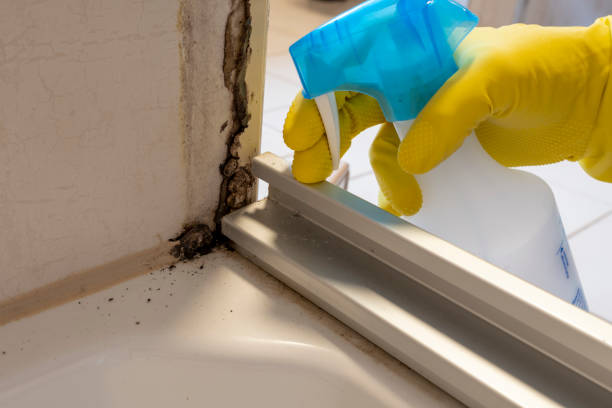 Best Toxic Mold Removal  in Trinity, AL