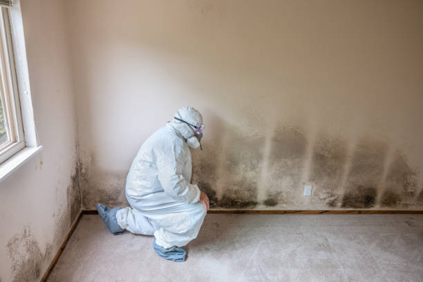 Best Local Mold Removal Service  in Trinity, AL