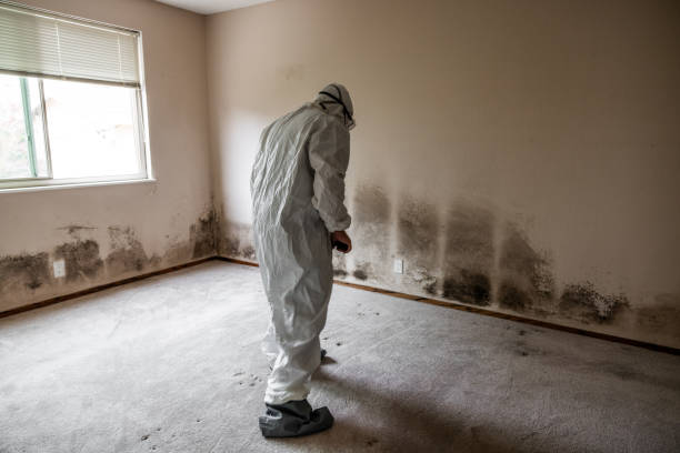 Certified Mold Removal in Trinity, AL