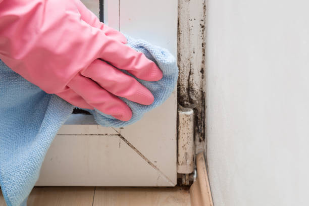 Best Toxic Mold Removal  in Trinity, AL