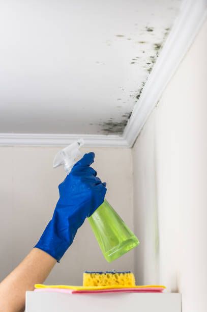 Best Attic Mold Removal  in Trinity, AL