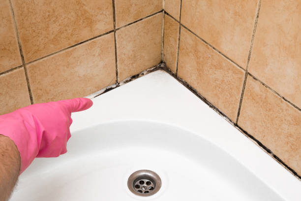 Best Emergency Mold Removal  in Trinity, AL
